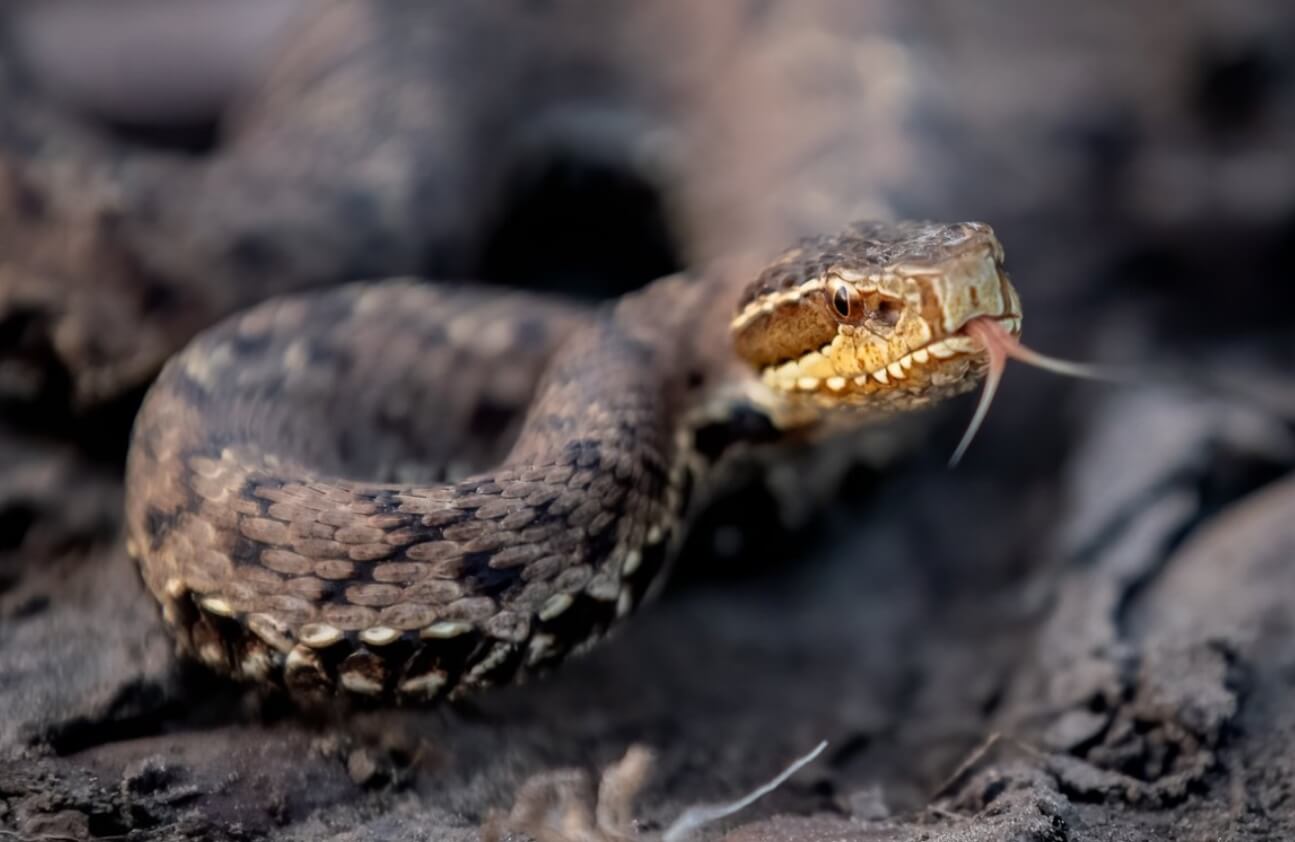 Как защититься от змей во время прогулки в лесу