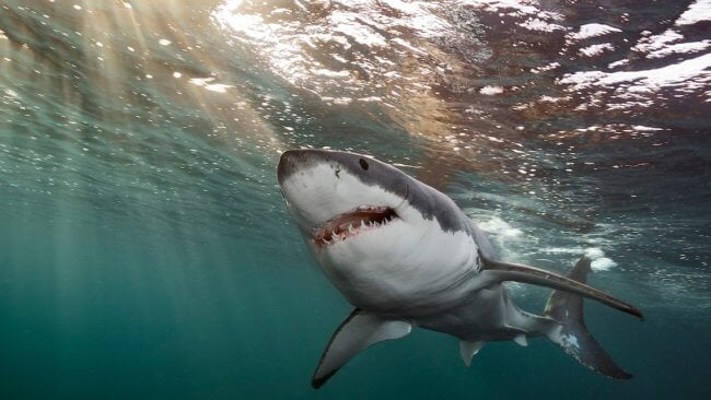 Как и почему акулы нападают на людей? Фото.