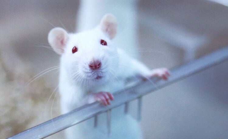 Ученые вырастили искусственное сердце. Искусственное сердце было выращено при помощи клеток лабораторных крыс. Фото.