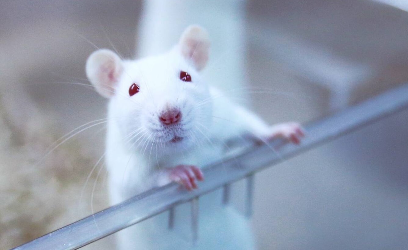 Экспериментальная мышь. Лабораторные крысы Вистар. Лабораторные мыши. Белая лабораторная крыса. Белые лабораторные мыши.