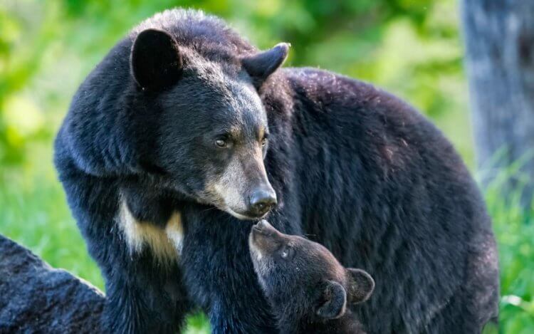 В крови медведей есть загадочное вещество, которое может сделать людей сильнее. Кровь черных медведей может спасти многих людей — каким же образом? Фото.
