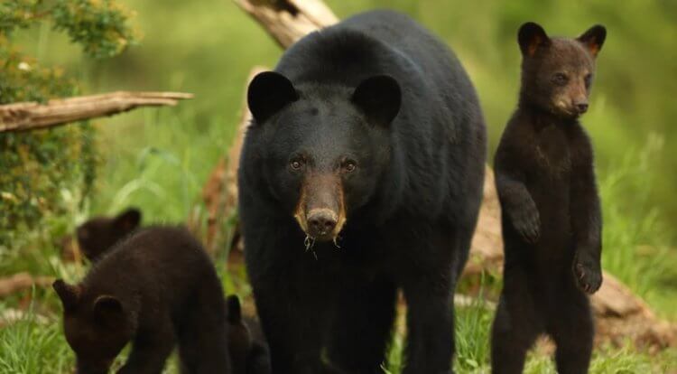 Барибалы — черные медведи США. Взрослый барибал с медвежатами. Фото.