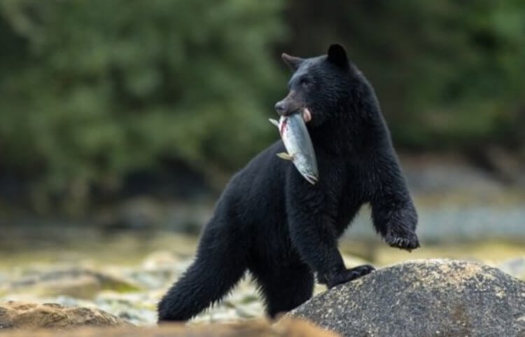 Барибалы — черные медведи США. Барибалы являются отличными рыбаками. Фото.
