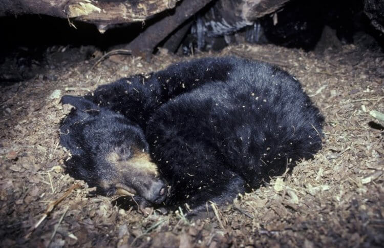 Как медведи спят зимой. Черные медведи могут проводить в спячке сотни дней. Фото.