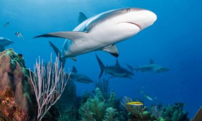 Акулы питаются тем, чем наполнена их среда обитания, поэтому нападение на человека неестественно для акулы. Фото.