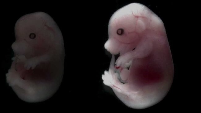 Ученые превратили стволовые клетки в эмбрионы — как такое возможно? Фото.