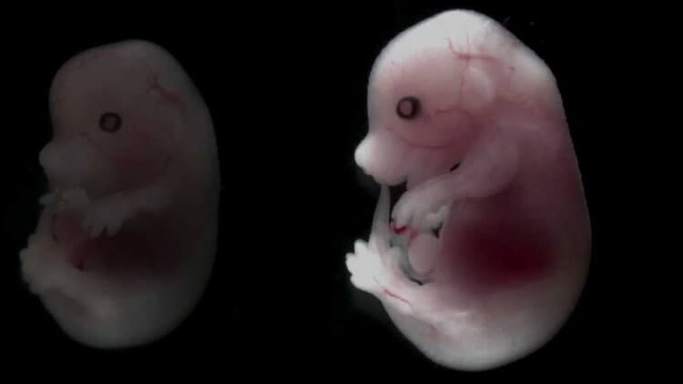 Ученые превратили стволовые клетки в эмбрионы — как такое возможно? Ученые создали искусственный эмбрион без яйцеклетки, сперматозоида и оплодотворения. Фото.