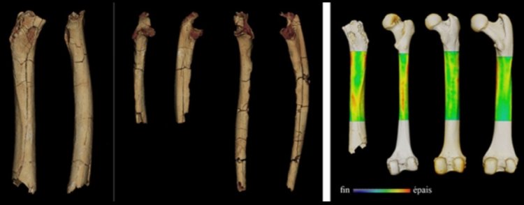 Ходил ли древний предок человека сахелантроп на двух ногах? Исследование костей показало, что сахелантроп ходил на двух ногах. Фото.
