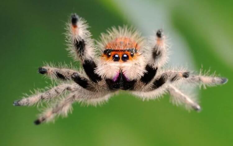 Снятся ли сны паукам? Прыгающим паукам, возможно, снятся сны, как и людям. Фото.