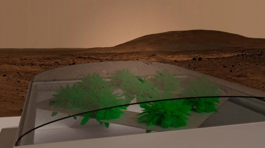 Какие растения можно вырастить в марсианском грунте