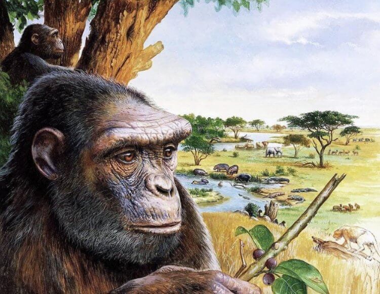 Ходил ли древний предок человека сахелантроп на двух ногах? Сахелантропы жили на деревьях как обезьяны. Фото.
