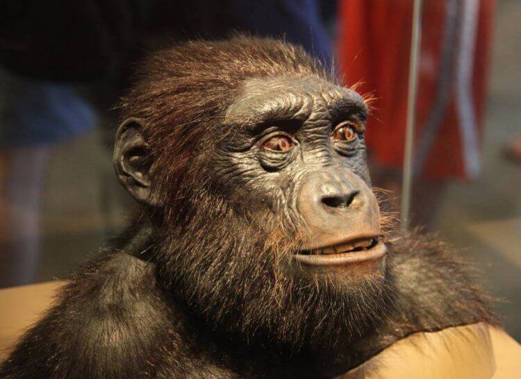 Ученые выяснили когда предки человека начали ходить на двух ногах. Сахелантроп мог быть первым приматом, который стал ходить на двух ногах. Фото.