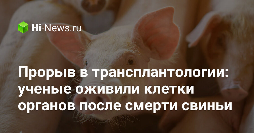 Прорыв в трансплантологии: ученые оживили клетки органов после смерти ...