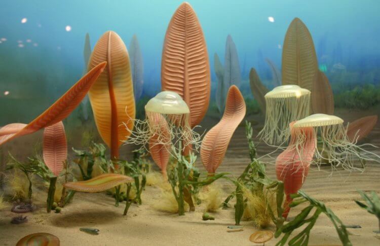 Животный мир эдиакарского периода. Живые организмы эдиакарского периода. Фото.