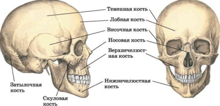 Ребенок с недоразвитым черепом. Расположение костей черепа. Фото.