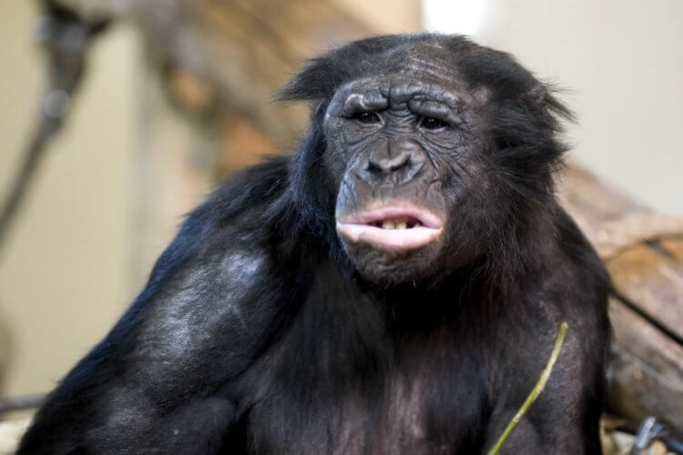 Мораль в мире животных. Исследователи обнаружили у шимпанзе и бонобо приветствия и прощания. Фото.