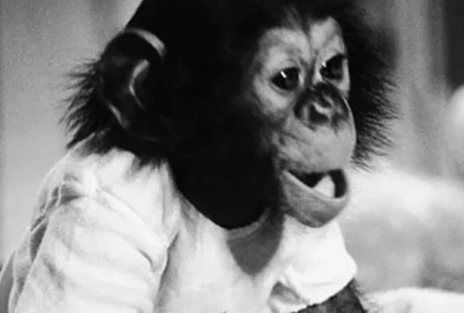 Как ученые пытались превратить обезьяну в человека. Фото.
