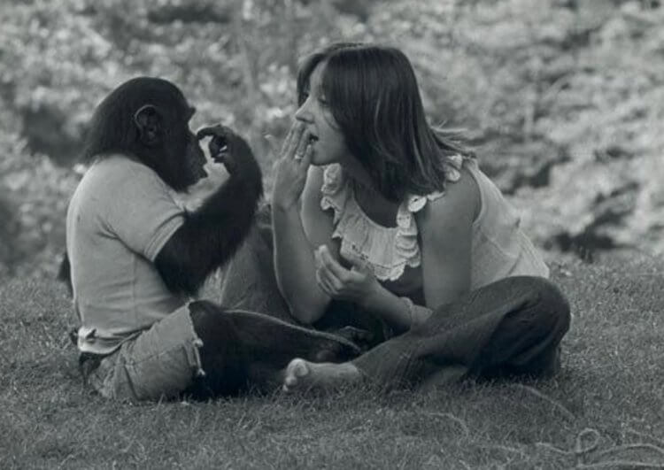 Говорящая обезьяна шимпанзе Уошо. Процесс обучения шимпанзе языку жестов. Фото.