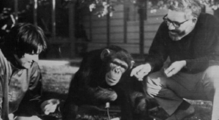 Говорящая обезьяна шимпанзе Уошо. Говорящая шимпанзе Уошо. Фото.