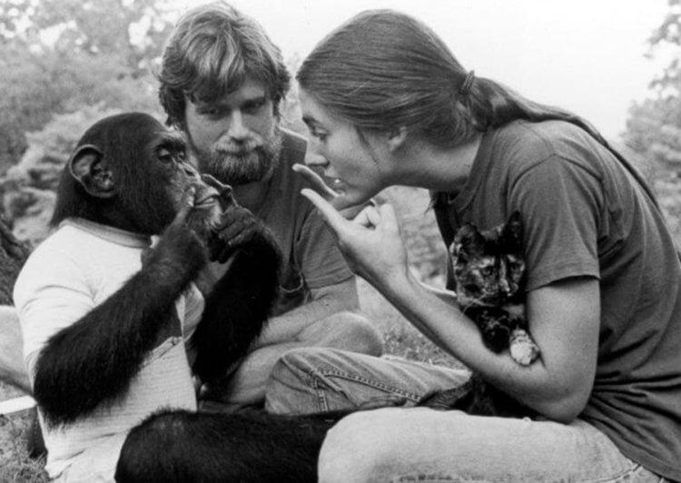 Говорящая обезьяна шимпанзе Уошо. Шимпанзе Уошо была одной из самых умных в своем роде. Фото.