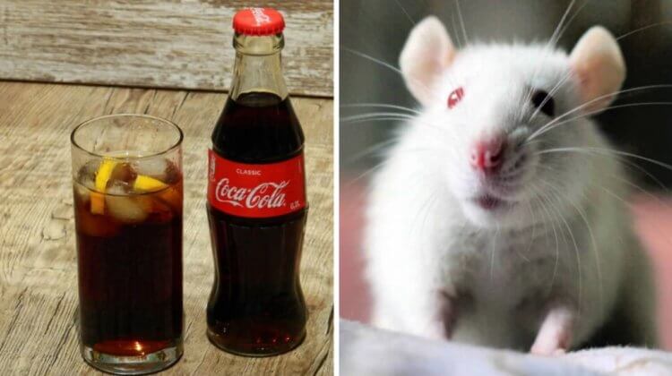Кока-кола сделала мышей глупее. А как она влияет на людей? Ученые доказали, что кола плохо влияет на умственные способности мышей. Фото.