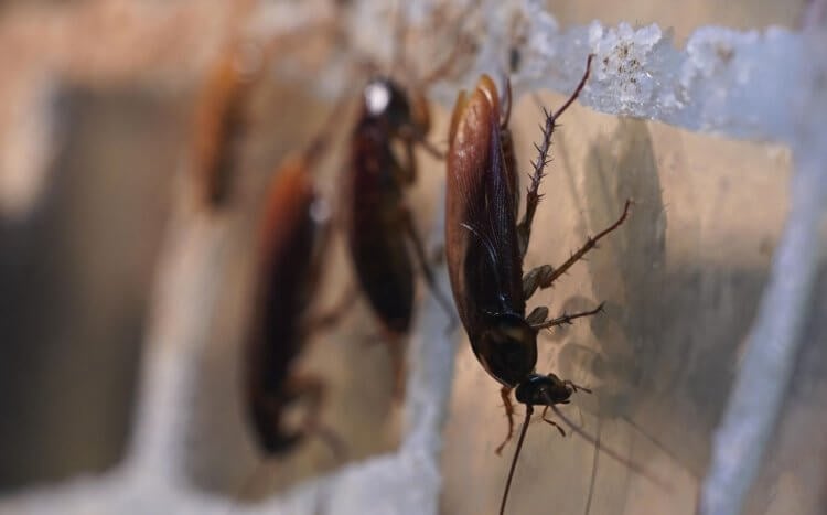 Как понять что в квартире есть тараканы. Точки на стенах и специфический запах являются главными признаками наличия в доме тараканов. Фото.