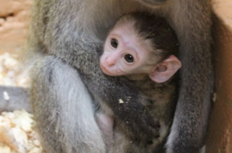 Чем мартышки похожи на людей. Мартышки, в отличие от других обезьян, активно ухаживают за своими детьми, подобно людям. Фото.