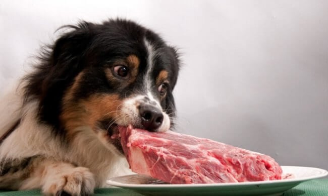 Кормление домашних собак сырым мясом может навредить их хозяевам. Фото.