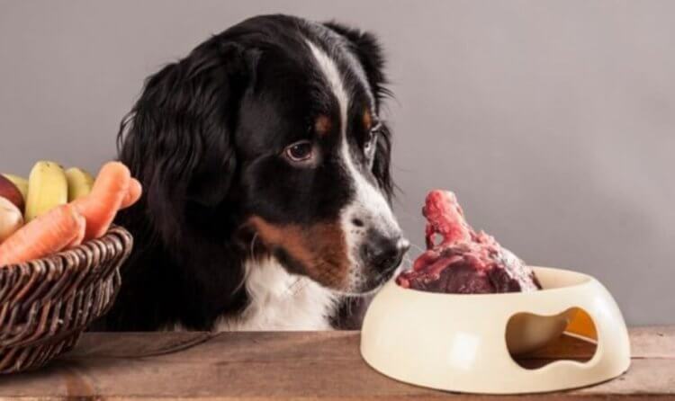 Косвенная опасность сырого мяса для людей. Сырое мясо нравится собакам, но от нее косвенно могут пострадать хозяева. Фото.