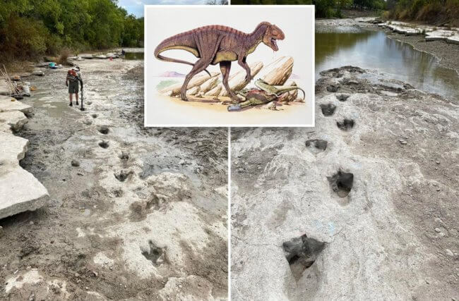 На дне высохшей реки в США найдены следы динозавров возрастом 113 миллионов лет. Фото.