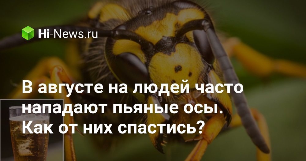Почему много ос в августе. Почему много ос в августе. Осы много. Рой шершней. Рой шершней.