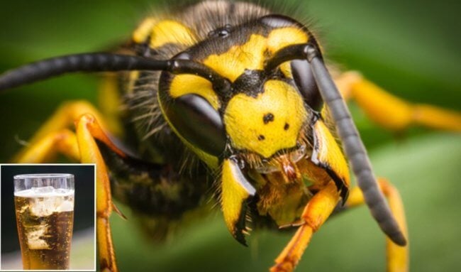 В августе на людей часто нападают пьяные осы. Как от них спастись? Фото.
