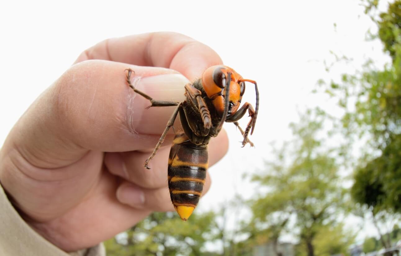 В августе на людей часто нападают пьяные осы. Как от них спастись?