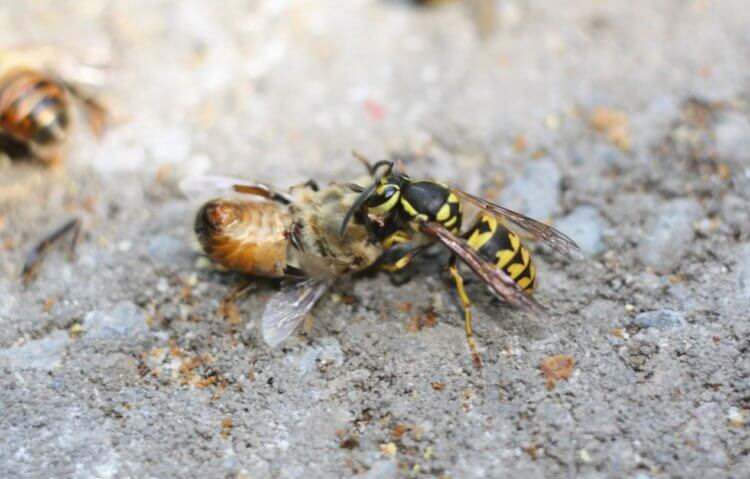Чем опасны осы для природы и человека. Осы сильнее пчел и легко их побеждают. Фото.