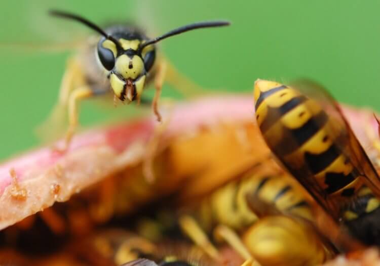 Как и почему жалят осы. Осы пьянеют от забродивших фруктов. Фото.