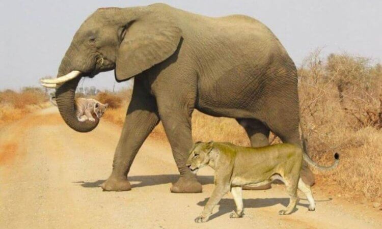 Мораль в мире животных. Впервые этот снимок появился в 2018 году, когда его опубликовали в Twitter Национального парка Крюгера в Южной Африке. Фото.