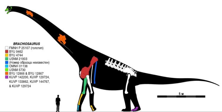 Какими были брахиозавры. Сравнение брахиозавра с человеком. Фото.