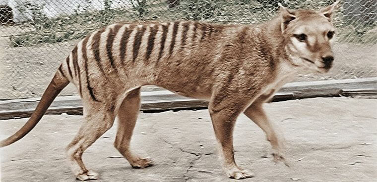 Ученые “оживят” тасманского тигра, чтобы восстановить его экосистему