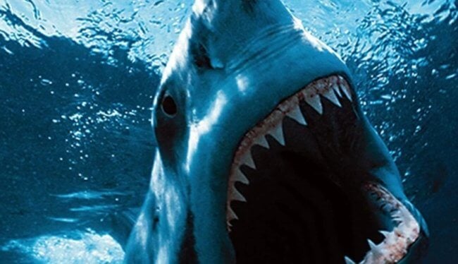 В Австралии выловили жуткую, неизвестную ранее акулу с человеческой улыбкой. Фото.