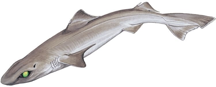 К какому виду принадлежит жуткая акула. Эскиз акулы-собаки, которая относится к виду глубоководных акул. Фото.