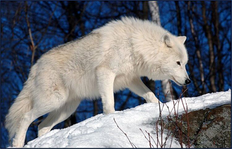 Зачем клонировали арктического волка. Арктические волки не являются вымирающим видом, но могут пострадать от глобального потепления климата. Фото.