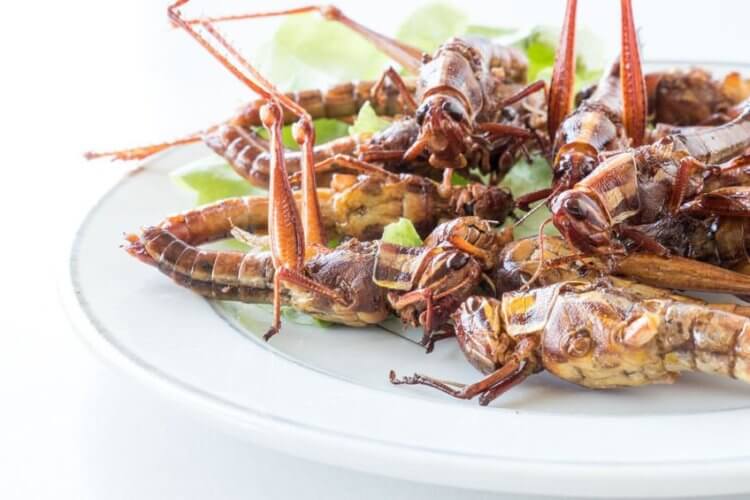 Почему полезно есть насекомых? По мнению ученых, насекомые полезны по своему питательному составу, и не только. Фото.