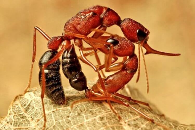 Как инсулин увеличивает продолжительность жизни. Королевой становится самый сильный муравей, который побеждает в схватках. Фото.
