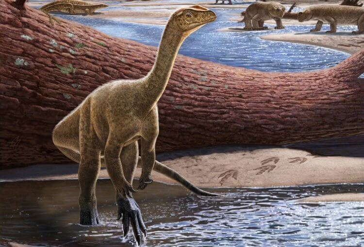 Ученые выяснили, как и когда по Земле распространились динозавры. Мбирезавр, древнейший из известных науке динозавров. Фото.