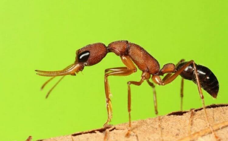 Как инсулин увеличивает продолжительность жизни. Индийский муравей вырабатывает белок, который блокирует процесс старения. Фото.
