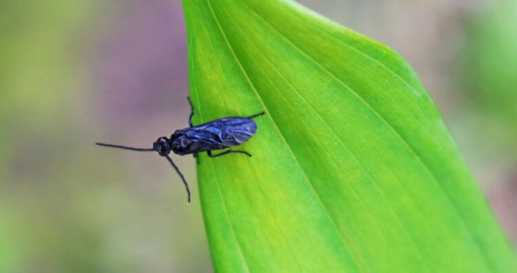 Какое насекомое самое выгодное и полезное? Черная львиная муха — одно из лучших насекомых для потребления в пищу. Фото.