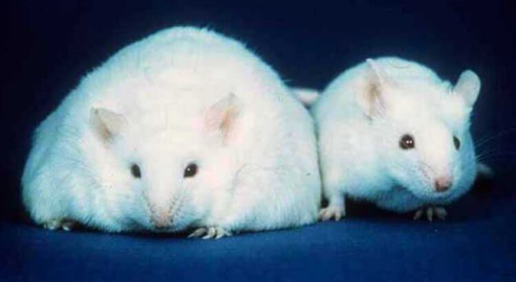 Зачем жир посылает сигналы мозг? Отключение сенсорных нейронов позволило мышам быстро избавиться от жира. Фото.
