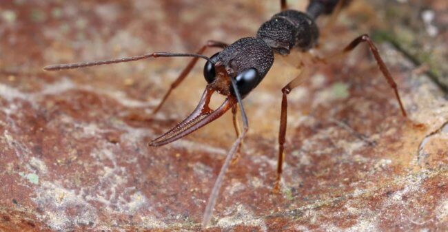 Ученые разгадали секрет аномально большой продолжительности жизни некоторых муравьев. Фото.