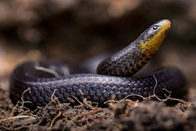 Ученые обнаружили сразу три новых вида змей, которые живут под землей. Фото.