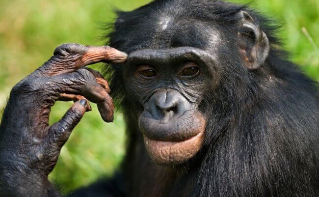 Оспа обезьян поражает мозг и мутирует. Фото.